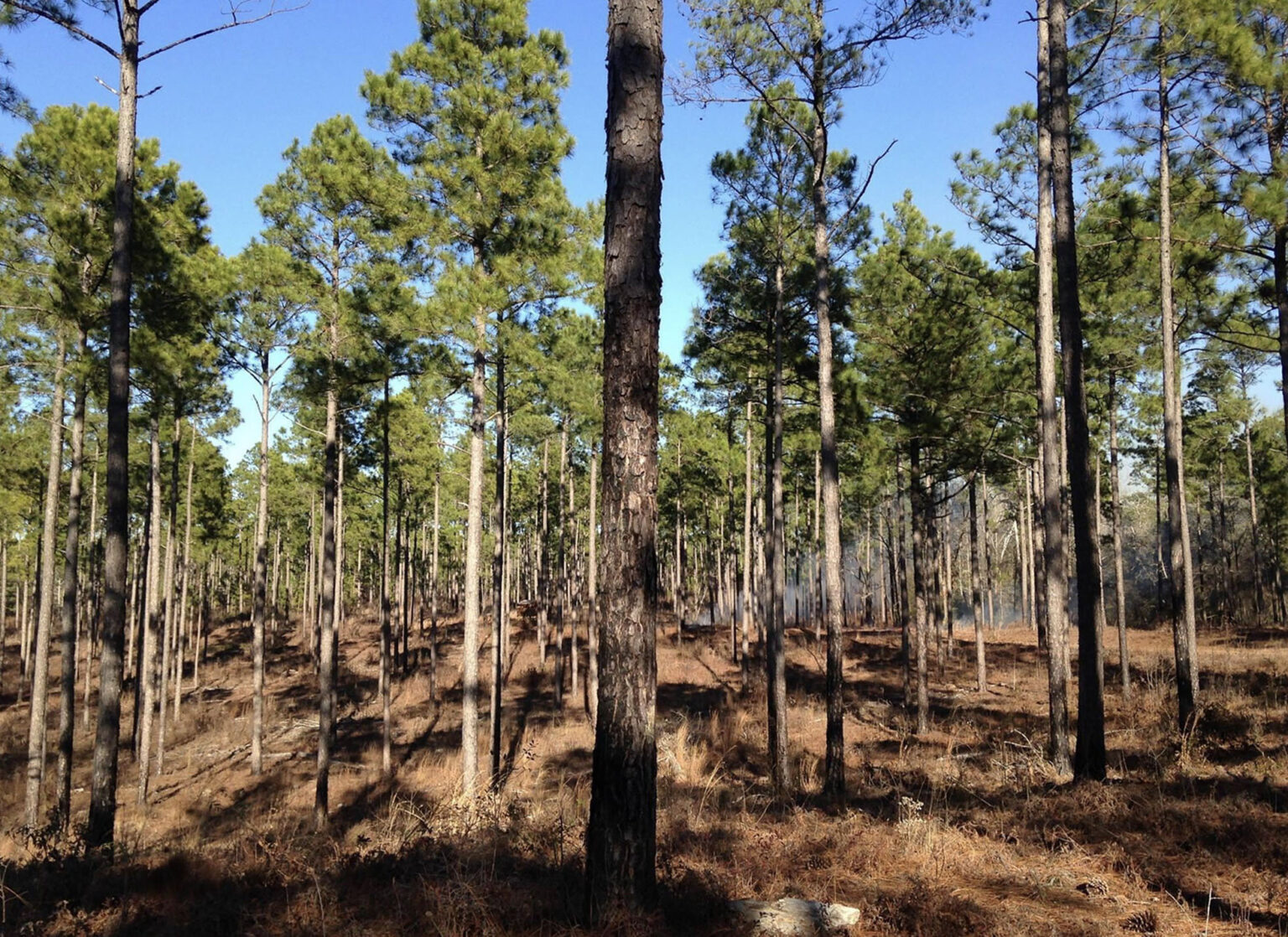 Pressure-Treated Southern Pine - SFPA